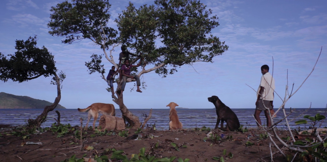 paysage marin devant lequel se tiennent trois chiens et un garçon sous des arbres