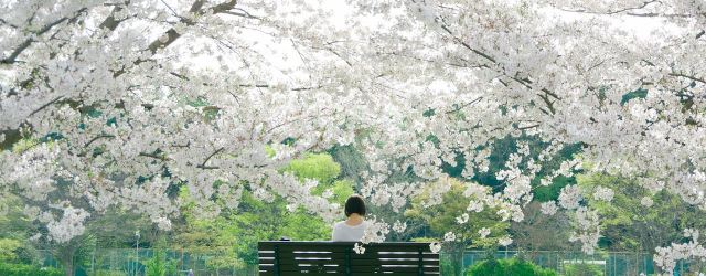 femme assise de dos sur un banc encadrée par des cerisiers en fleurs blancs